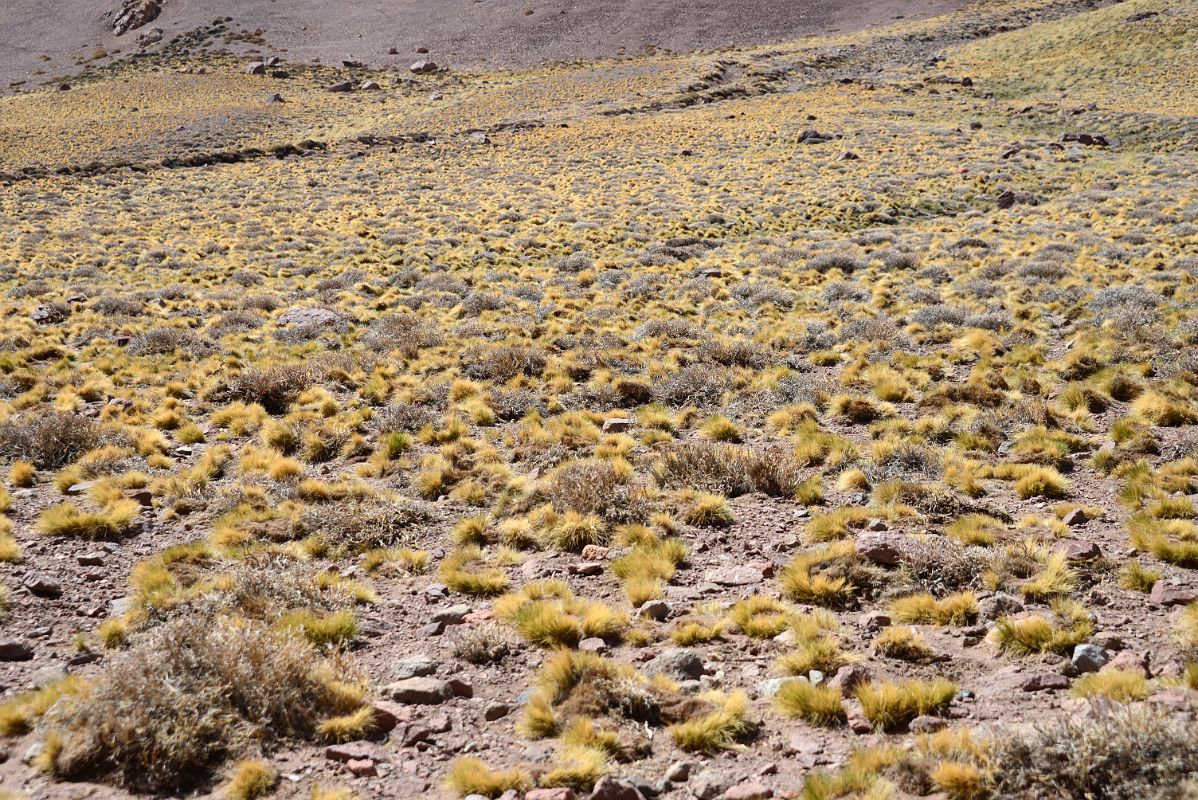 14 Yellow Bushes In The Relinchos Valley Between Casa de Piedra And Plaza Argentina Base Camp